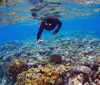 Barrier Reef