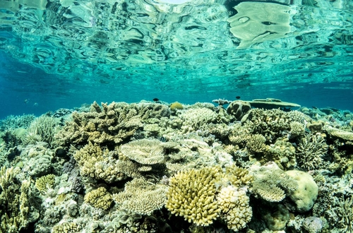 Australia's Great Barrier Reef