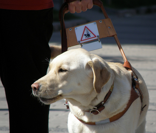 How fake assistance animals and their users are gaming the system and increasing prejudices