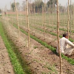 The farmer’s son tackling poverty in rural Pakistan
