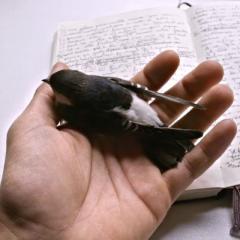 A bird in a hand, hovering over an open book.