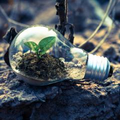 Light bulb