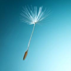 Dandilion seed floating in the air
