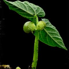 Seedling growing out of the ground